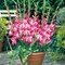 Kelly Glamini Gladiolus 10 Bulbs - NEW! - Petite - 10/12 cm - Magenta